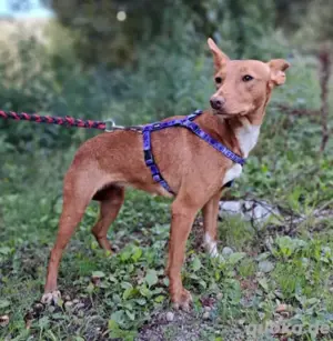 Hundin Mara sucht ihr Körbchen Bild 7