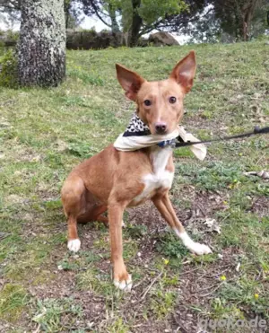 Hundin Mara sucht ihr Körbchen Bild 2