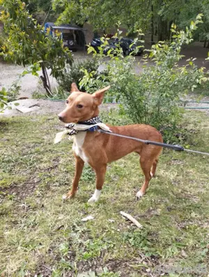 Hundin Mara sucht ihr Körbchen Bild 4