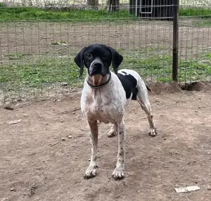 Takoda, geb. ca. 06 2023, lebt in GRIECHENLAND, auf einer privaten Pflegestelle Bild 7