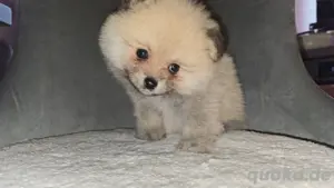 pomeranian rüde 