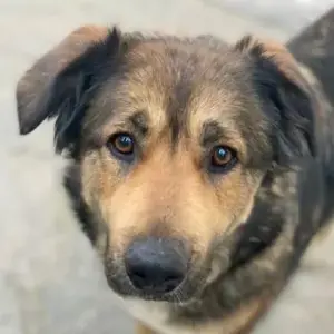 Irida, geb. ca. 03 2021, lebt in GRIECHENLAND, auf einer privaten Pflegestelle 