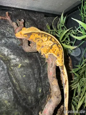 R. Ciliatus, Kronengeckos 