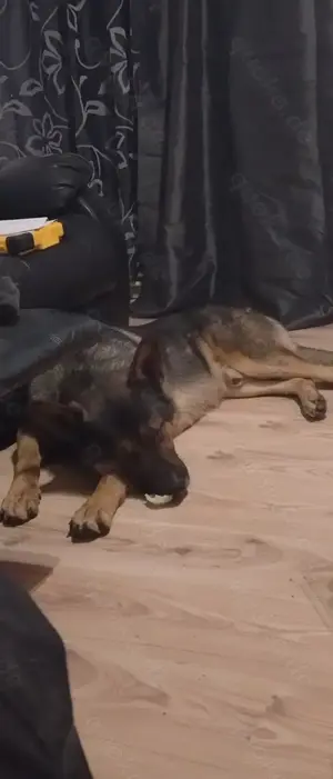 Deutscher Schäferhund Loki