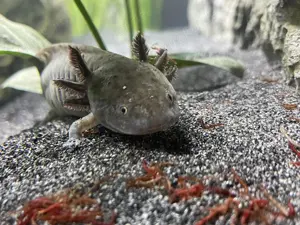 Axolotl suchen neues Zuhause