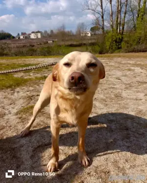GIPSY    - ein Goldstück auf vier Pfoten