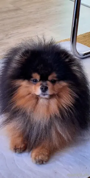 Zwergspitz pomeranian 