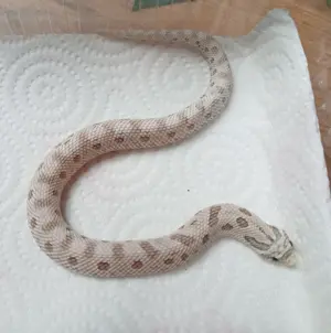 Heterodon nasicus Toxic Conda, het Sable NZ Hakennasennattern