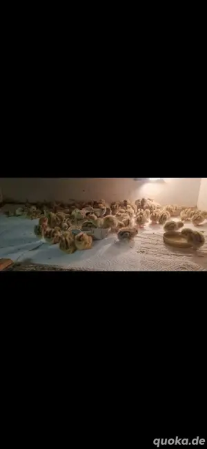 Wachtelküken Vorankündigung!