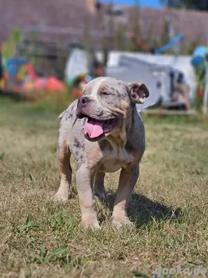 Old Englische Bulldogge 