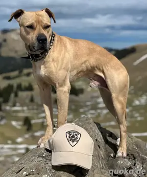 Neo Pitbull sucht ein neues Zuhause 