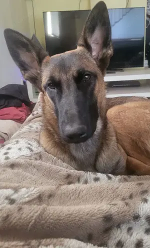 Belgischer Schäferhund 
