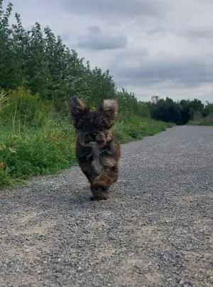 Gefährtin gesucht Chihuahua oder Chi Mix