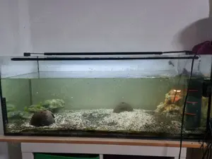 Axolotl mit Aquarium und Zubehör 