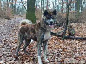 akita inu ahnentafel FCI 