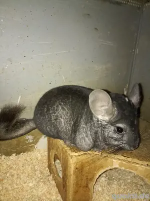 Chinchillas 