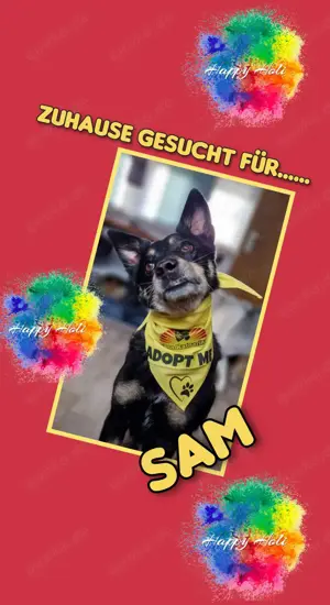 süßer Rüde "Sam" sucht ein liebevolles Zuhause 