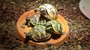 Griechische Landschildkröten 