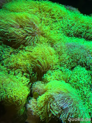 Briareum hamrum   neongrünes Affenhaar   Meerwasser 