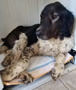 Lotti - sanfte Seniorin sucht DRINGEND Liebe & Ruhe