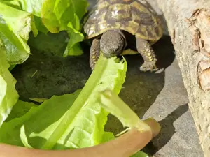 Isselburger Schildkröten, NZ 2025   Bild 4