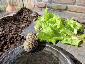 Isselburger Schildkröten