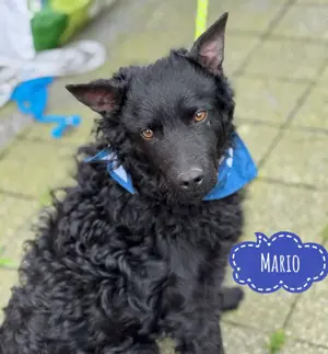 Mario, fantastischer Kroatischer Schäferhund