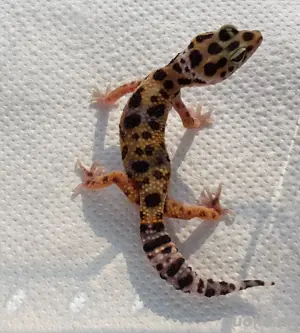 leopardgecko weibchen Bild 3