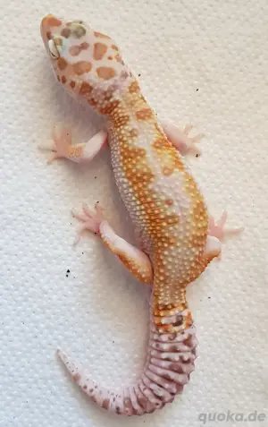 leopardgecko weibchen Bild 4