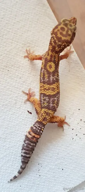 leopardgecko weibchen Bild 5