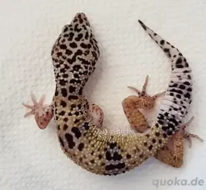 leopardgecko weibchen Bild 2