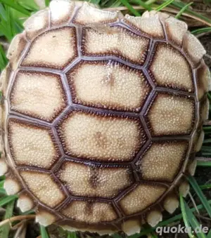 Spornschildkröten Suche
