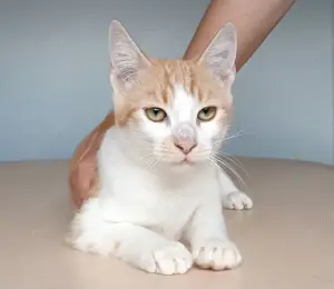 CARMELO - gesellig, aufgeschlossen und anhänglich