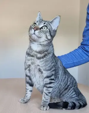 RUNNER - gesellig, aufgeschlossen und anhänglich