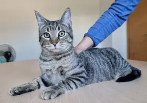 RUNNER - gesellig, aufgeschlossen und anhänglich Bild 2