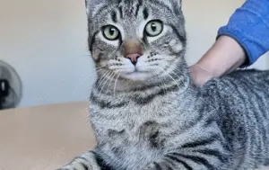 RUNNER - gesellig, aufgeschlossen und anhänglich Bild 3