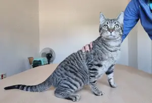 RUNNER - gesellig, aufgeschlossen und anhänglich Bild 8