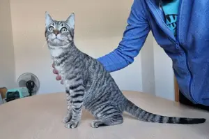 RUNNER - gesellig, aufgeschlossen und anhänglich Bild 6