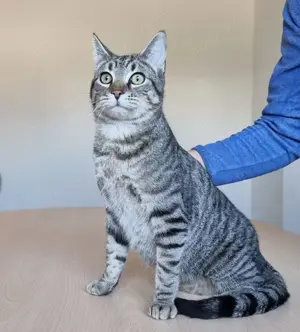 RUNNER - gesellig, aufgeschlossen und anhänglich Bild 5