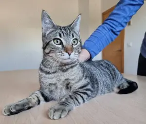 RUNNER - gesellig, aufgeschlossen und anhänglich Bild 7