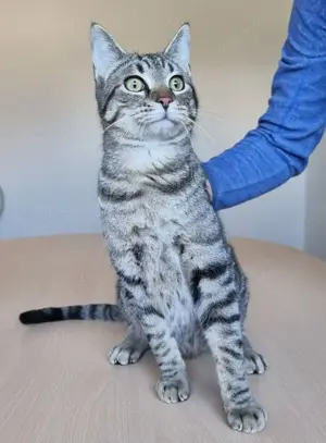 RUNNER - gesellig, aufgeschlossen und anhänglich Bild 4