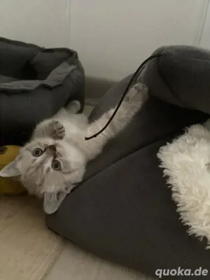 BKH Kitten Britisch Kurzhaar