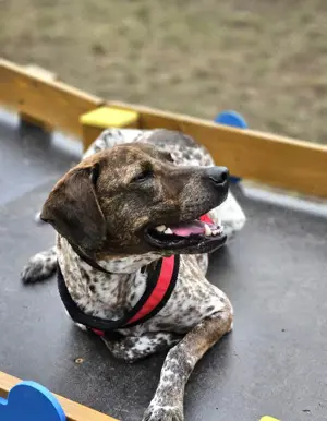 Stella hat schon viel dazu gelernt, wer gibt ihr ein Zuhause?