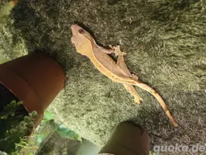 Kronengecko 1.0  (Correlophus Cilliatus)