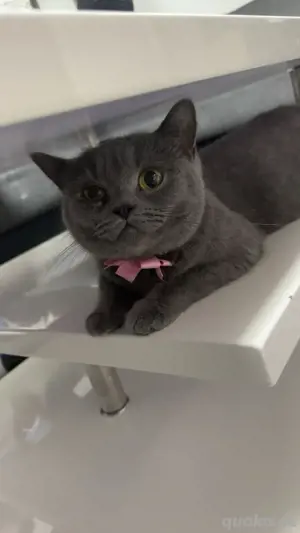 BKH katze adult  Bild 6