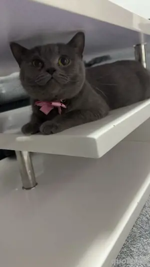 BKH katze adult 