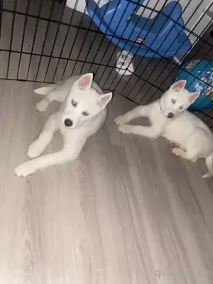 Wunderschöne männliche und weibliche Husky-Welpen verfügbar. 017668441254 Bild 2