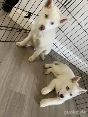 Wunderschöne männliche und weibliche Husky-Welpen verfügbar. 017668441254