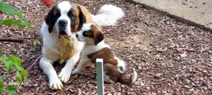 Mira, z.Z. in Ungarn, ist eine abenteuerlustige Dame im allerbesten Hundealter
