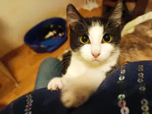 Unser Glückspilz Scarlet Lea sucht sein Zuhause